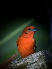 Piranga bidentata