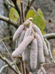 Corylus avellana