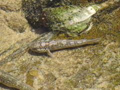 Caffrogobius nudiceps