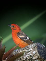 Piranga bidentata