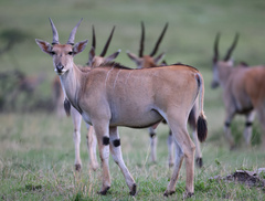 Tragelaphus oryx pattersonianus