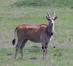 Tragelaphus oryx pattersonianus