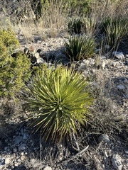 Yucca reverchonii
