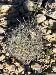 Neolloydia conoidea