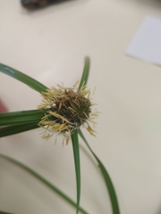 Cyperus aromaticus