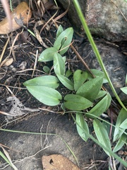 Drimiopsis burkei