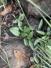 Drimiopsis burkei