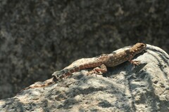 Pristurus celerrimus