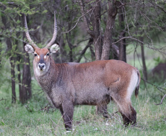 Kobus ellipsiprymnus defassa