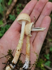 Lepiota magnispora