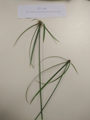 Cyperus aromaticus