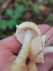 Lepiota magnispora