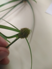 Cyperus aromaticus