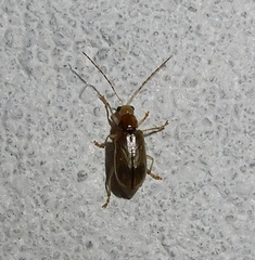 Galerucinae