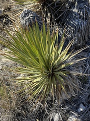 Yucca reverchonii