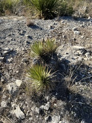 Yucca reverchonii