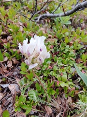 Oxytropis sordida