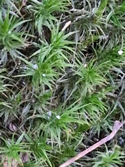 Polytrichum formosum