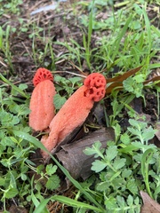 Lysurus periphragmoides