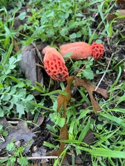 Lysurus periphragmoides