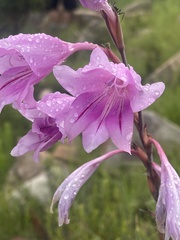 Gladiolus scabridus