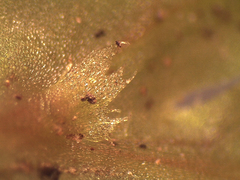 Symphyogyna hymenophyllum