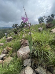 Gladiolus scabridus