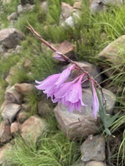 Gladiolus scabridus