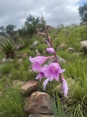 Gladiolus scabridus