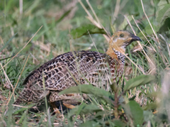 Scleroptila levaillantii