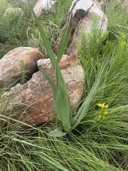 Hypoxis colchicifolia