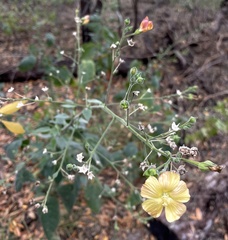Anoda abutiloides