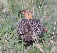 Scleroptila levaillantii