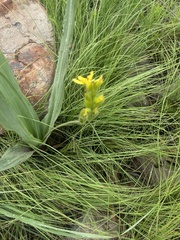 Hypoxis colchicifolia