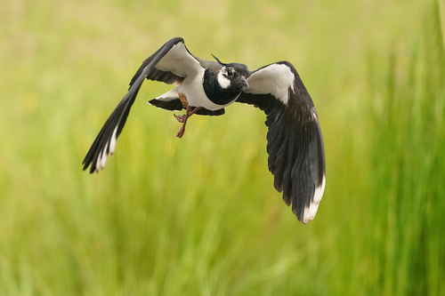 Northern Lapwing, photo 8 of 10