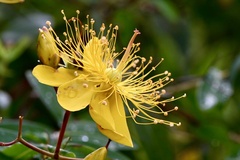 Hypericum monogynum