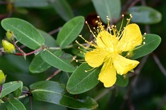 Hypericum monogynum