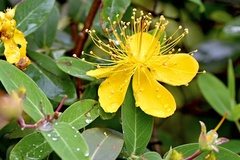 Hypericum monogynum
