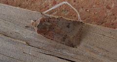 Cerastis faceta