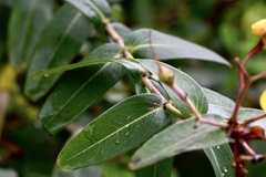 Hypericum monogynum