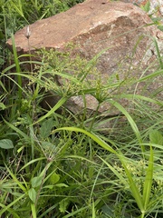 Cyperus leptocladus