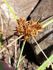 Cyperus planifolius