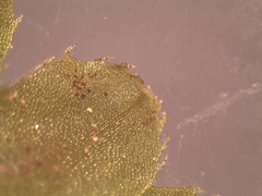 Symphyogyna hymenophyllum