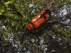 Chauliognathus militaris