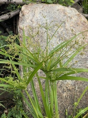 Cyperus leptocladus