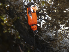 Chauliognathus militaris
