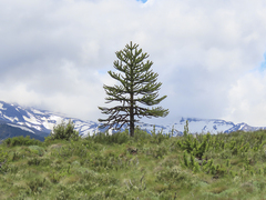 Araucaria araucana