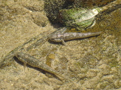 Caffrogobius nudiceps