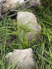 Cyperus leptocladus