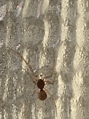 Cheiracanthium mildei